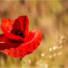 Mohnblüte, vom Wind zerknittert, ...