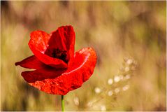 Mohnblüte, vom Wind zerknittert, ...