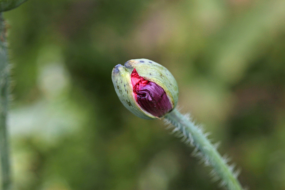 Mohnblüte vor dem Aufspringen