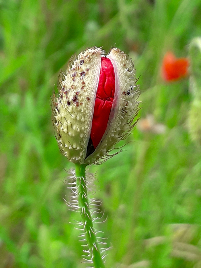 Mohnblüte vor dem Öffnen