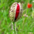 Mohnblüte vor dem Öffnen