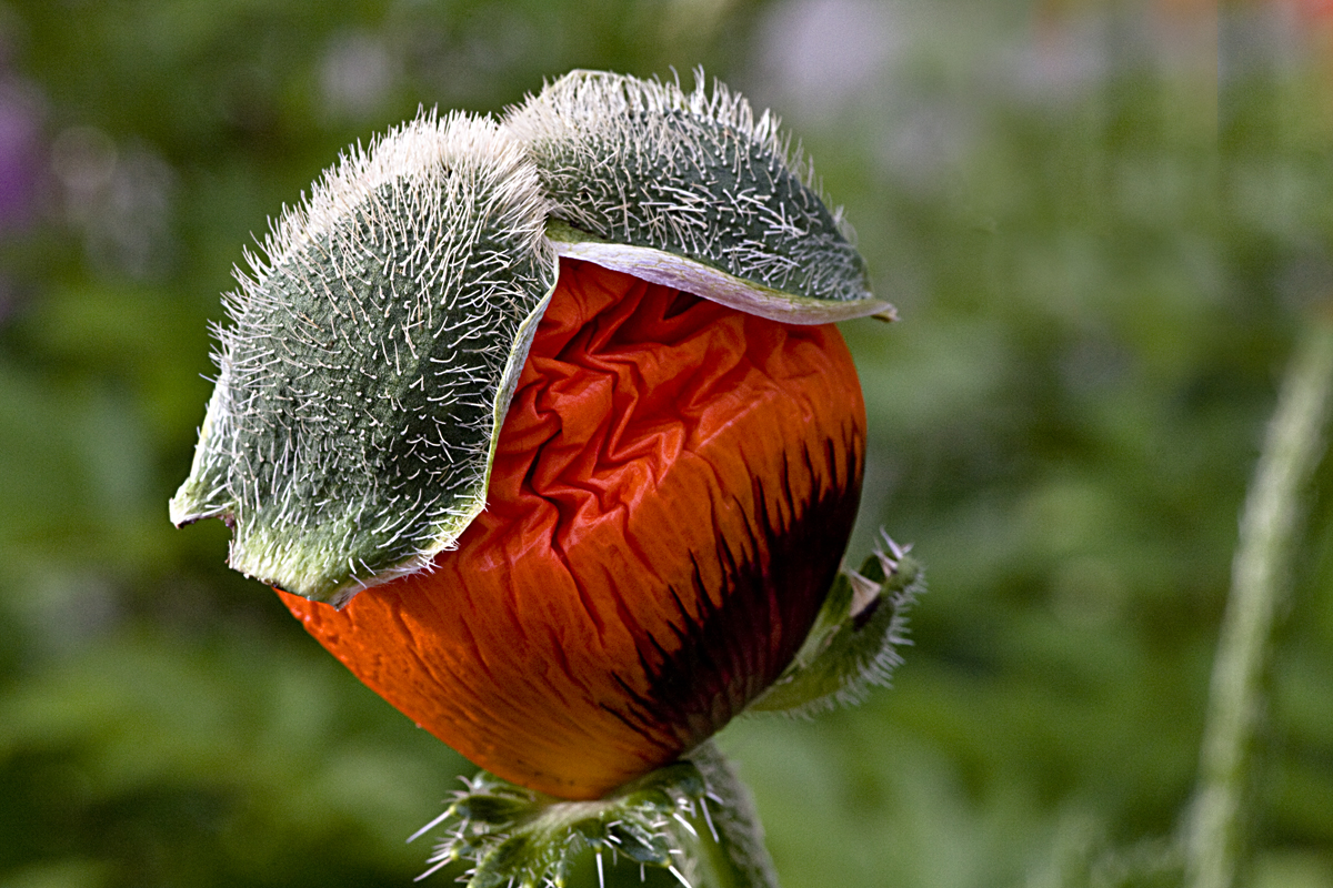 Mohnblüte vor der Entfaltung