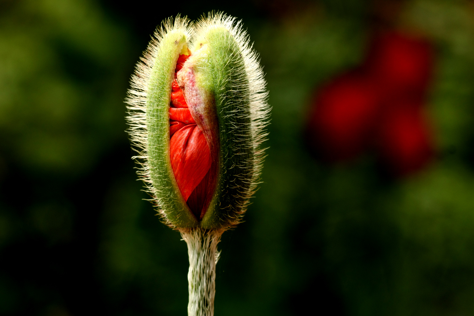 Mohnblüte will sich entfalten