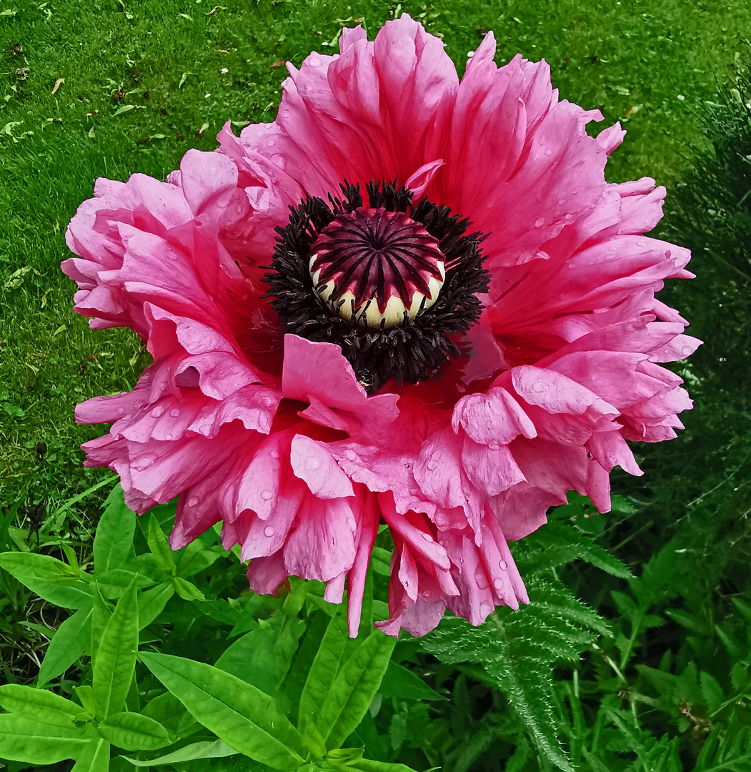 Mohnblüte XXL