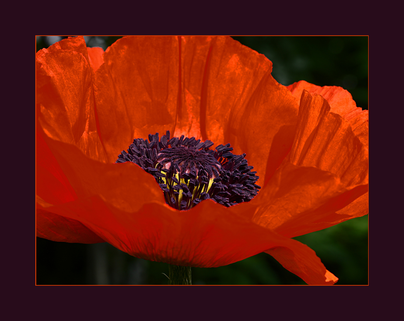 Mohnblüte zum Mittwoch!