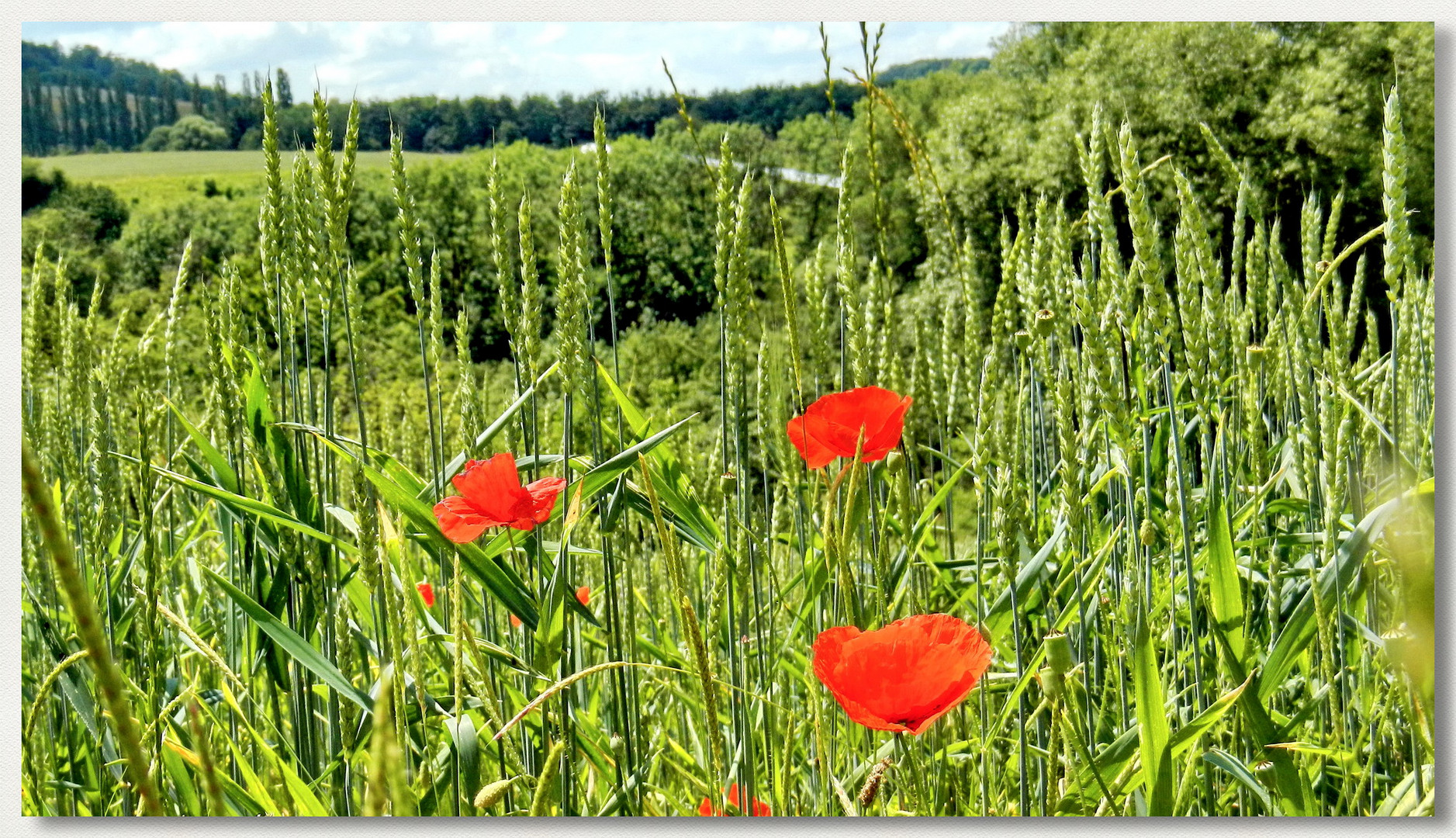 Mohnblüte zum WE