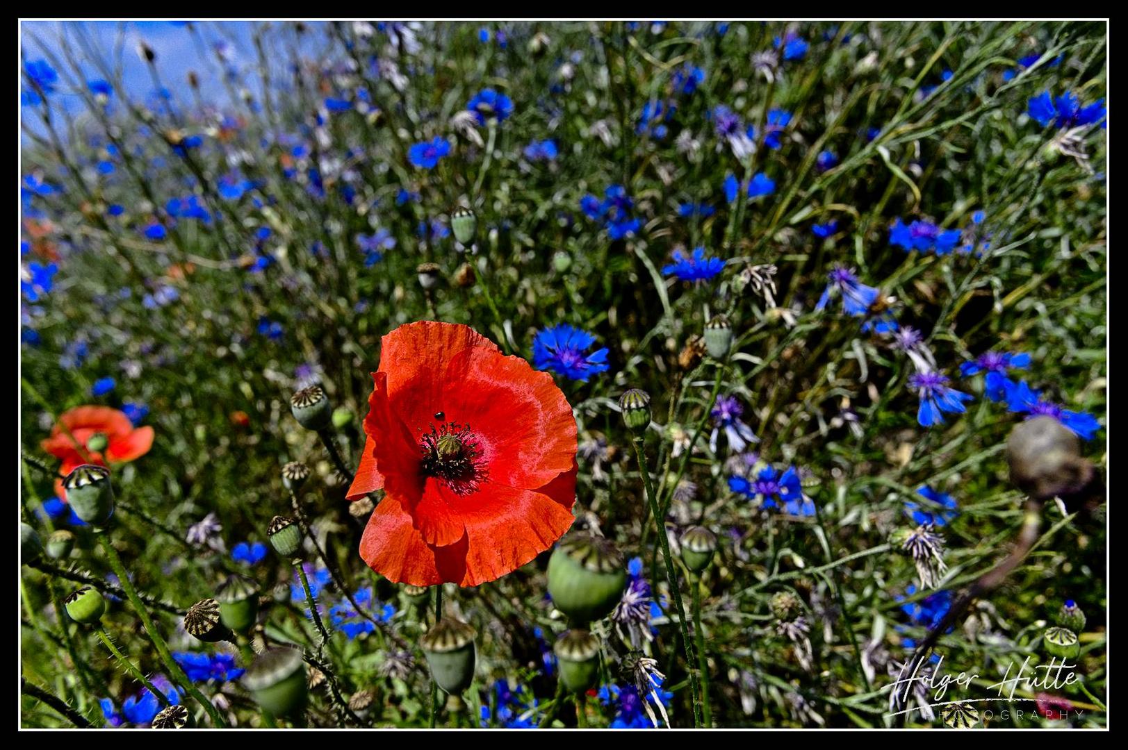 Mohnblüte zwischen Kornblumen