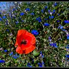 Mohnblüte zwischen Kornblumen