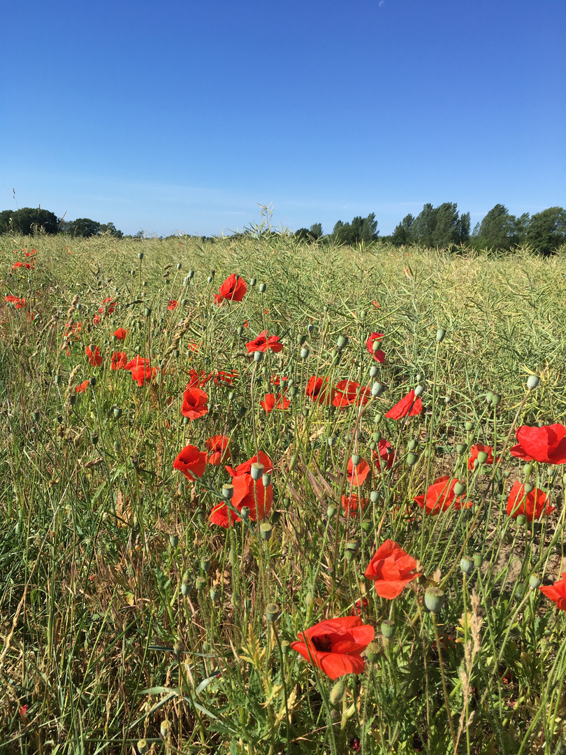 Mohnblüte2018