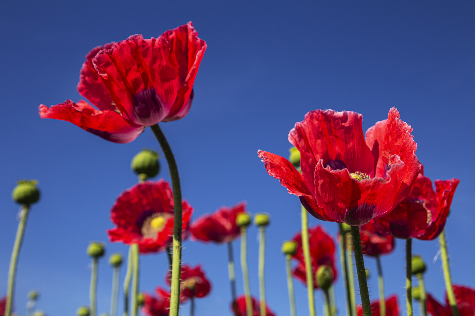 Mohnblüte_MG_8929