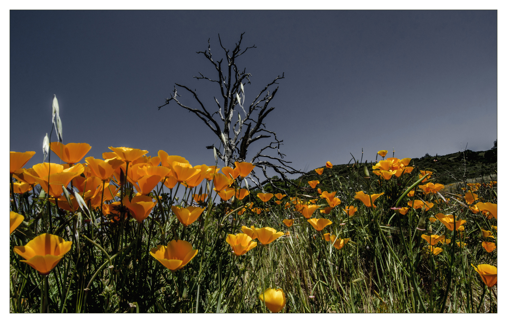 Mohnblüte,Mt. Diablo.CA