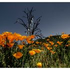 Mohnblüte,Mt. Diablo.CA