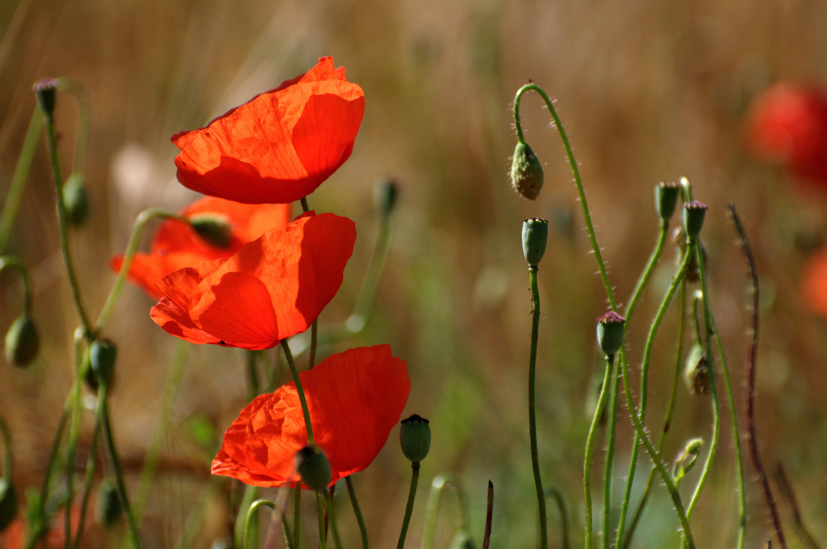 Mohnblüten