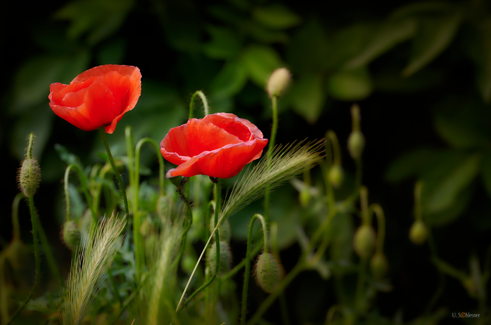 Mohnblüten 