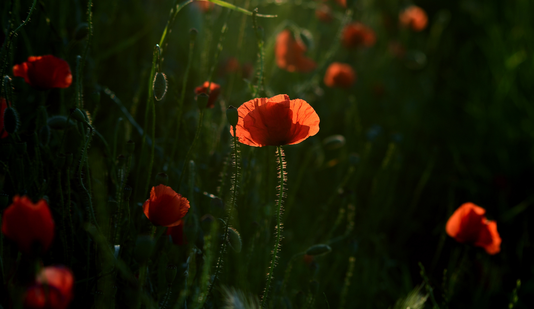 Mohnblüten