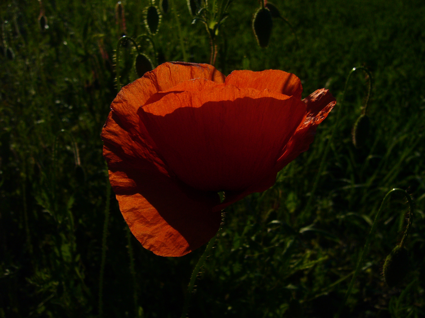 Mohnblüten...