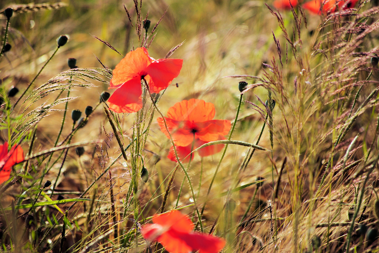 Mohnblüten