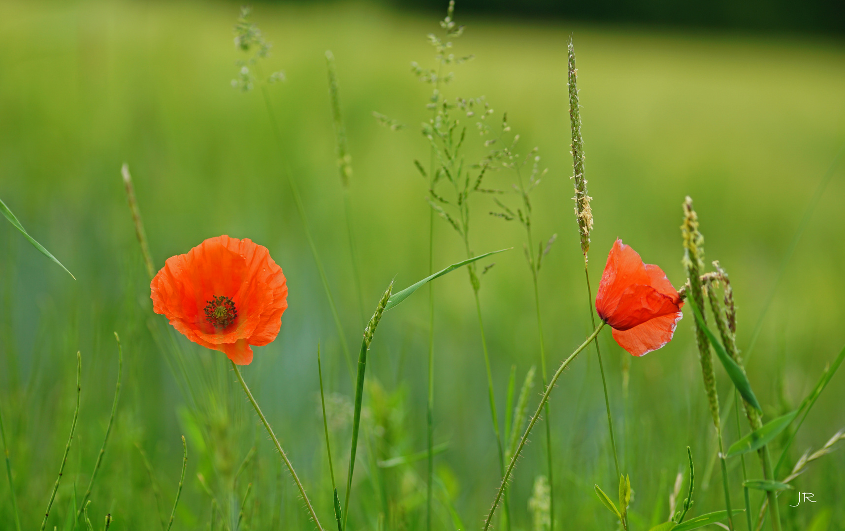 Mohnblüten