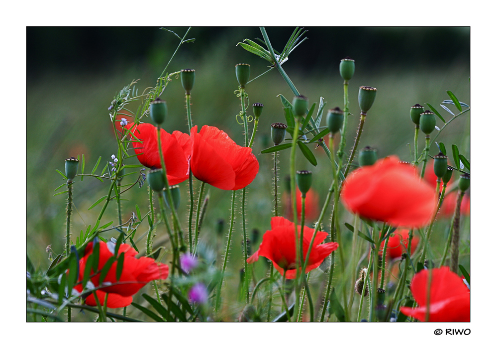 Mohnblüten .....