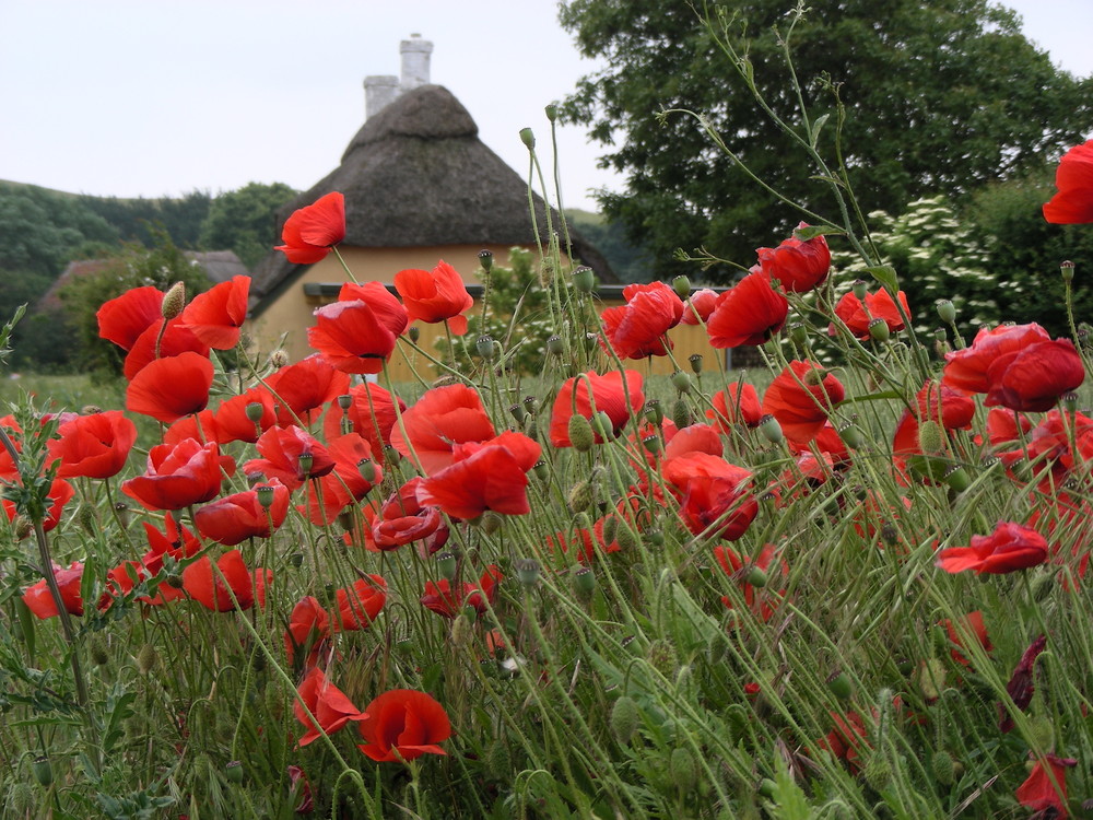 Mohnblüten