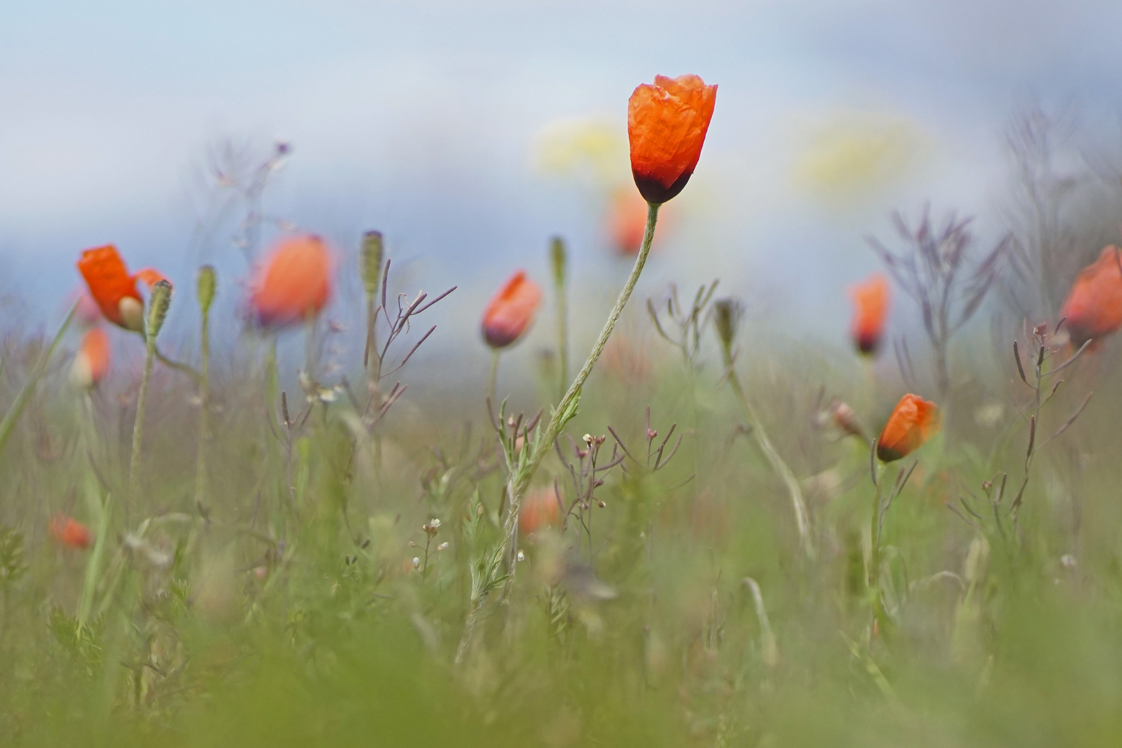 Mohnblüten