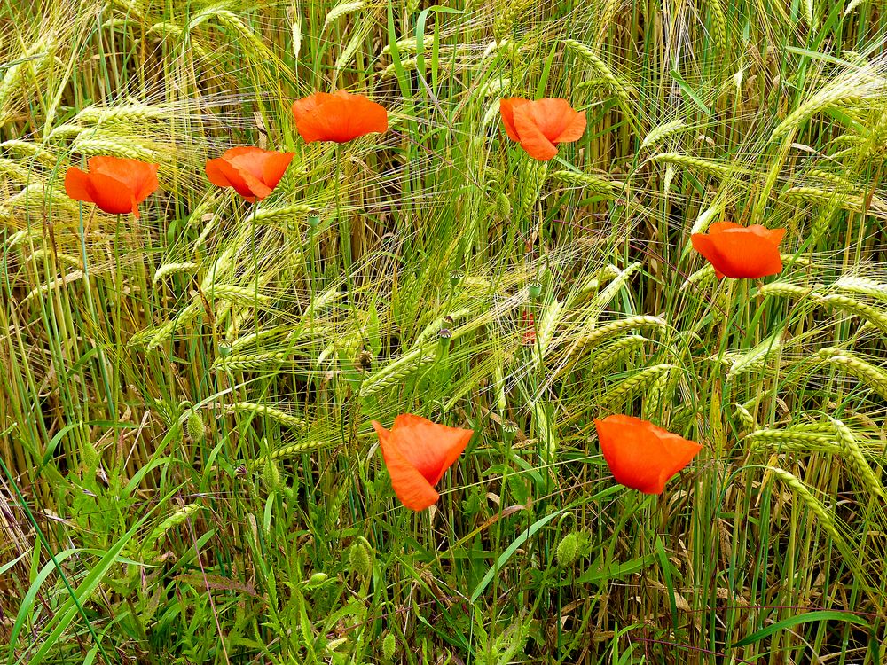 Mohnblüten