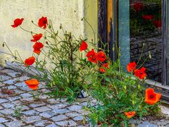 mohnblüten...