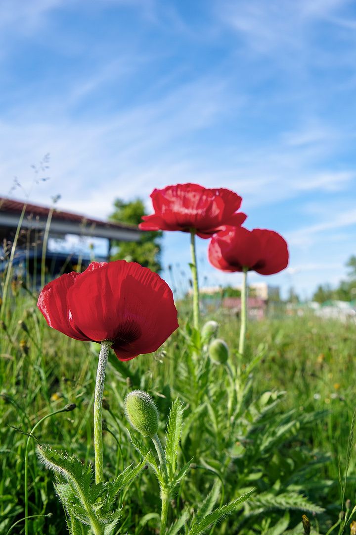 Mohnblüten