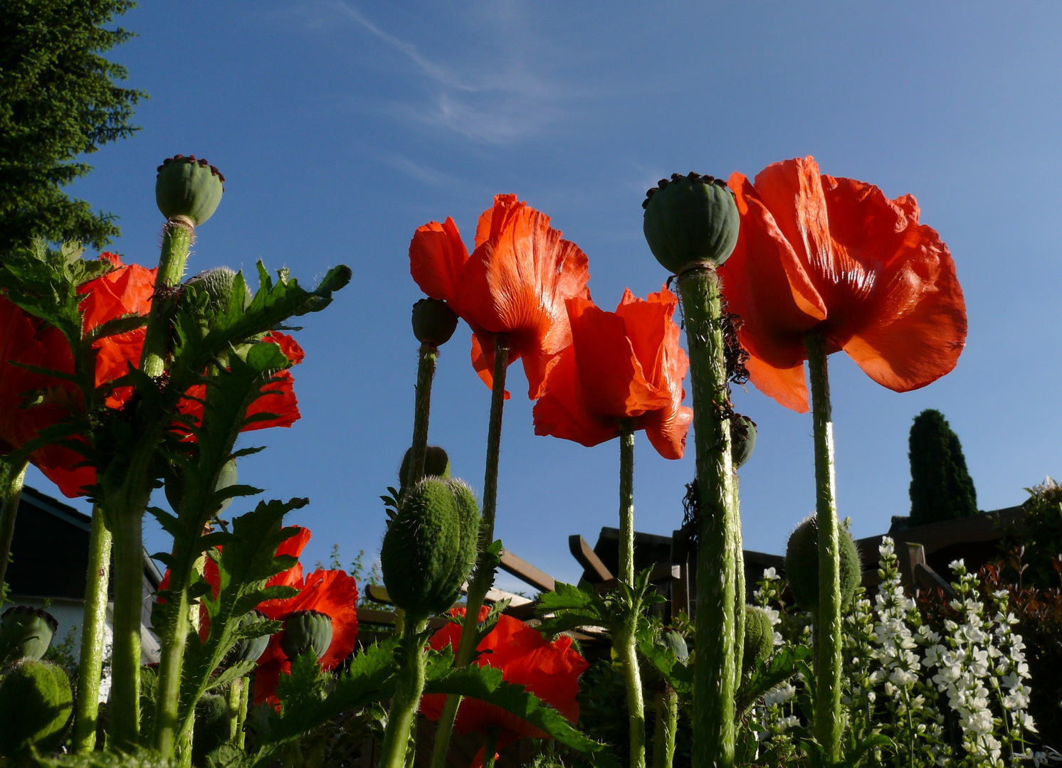 Mohnblüten