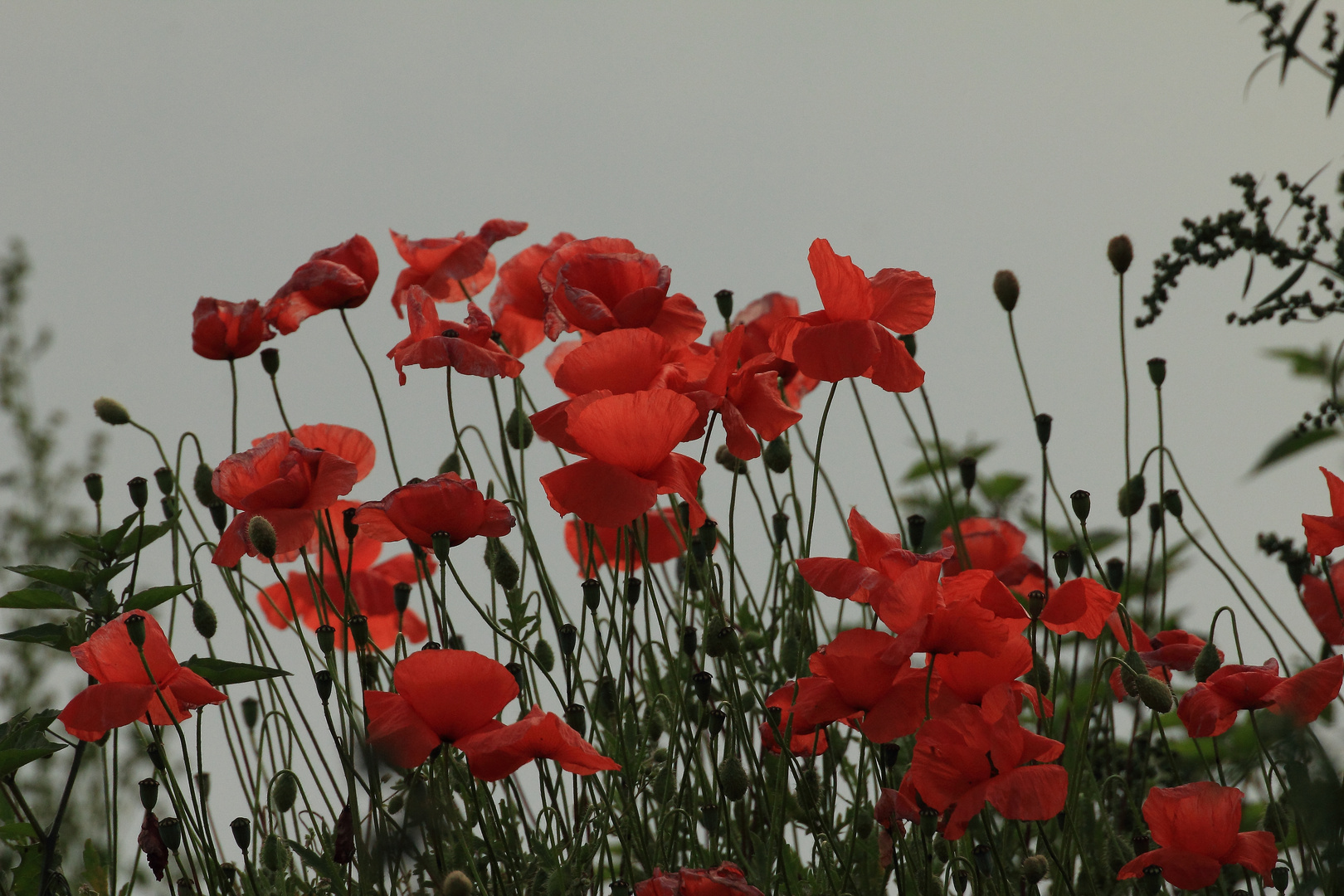 Mohnblüten