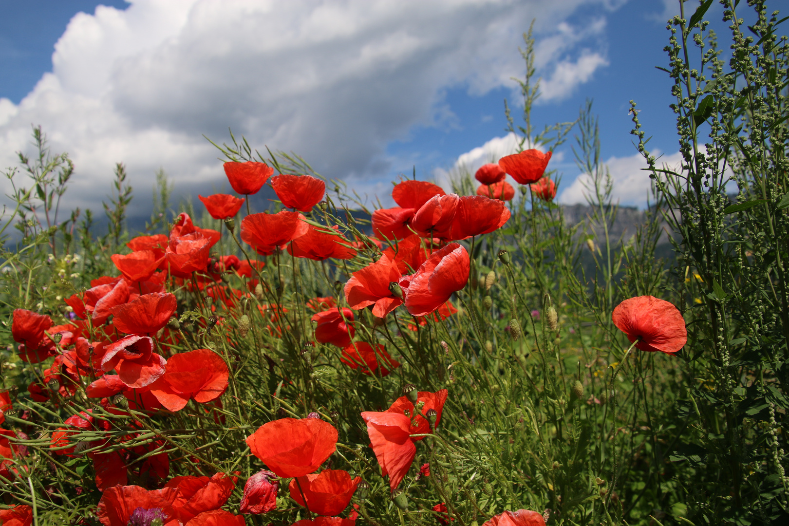 Mohnblüten