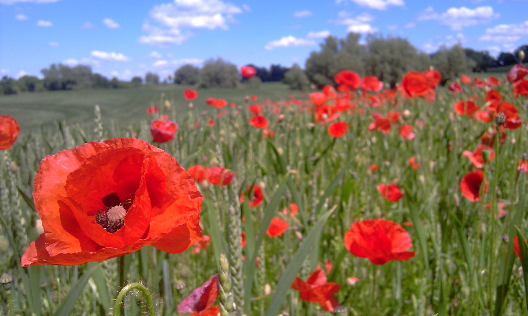 Mohnblüten