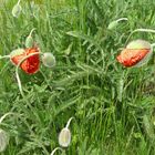 Mohnblüten am Deich von Carolinensiel