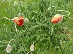 Mohnblüten am Deich von Carolinensiel