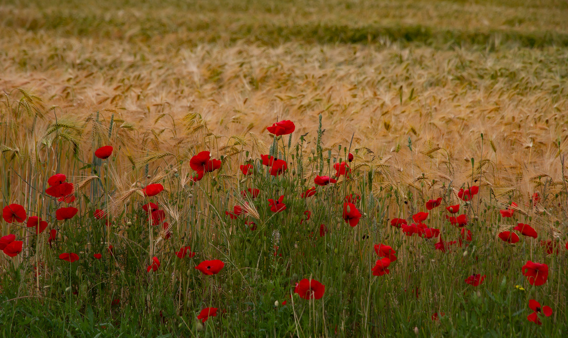 Mohnblüten am Feldrand