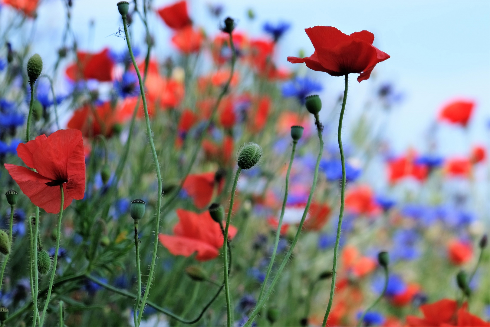 Mohnblüten am Feldrand