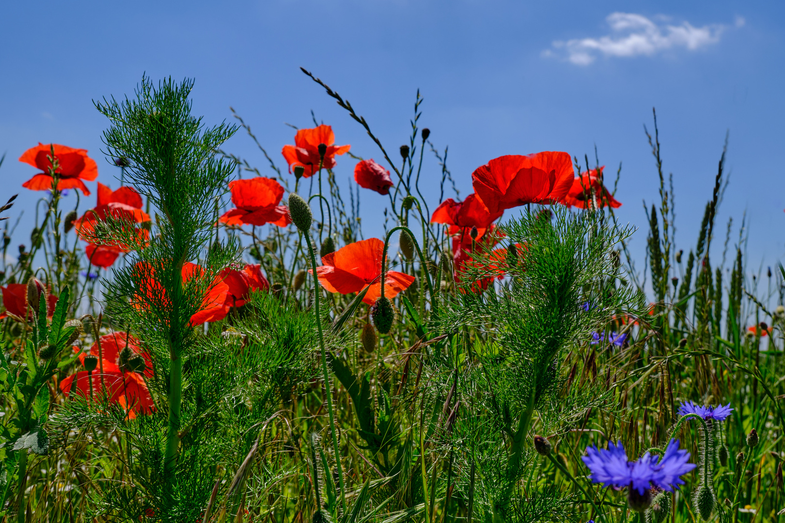 Mohnblüten am Feldrand