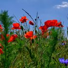 Mohnblüten am Feldrand