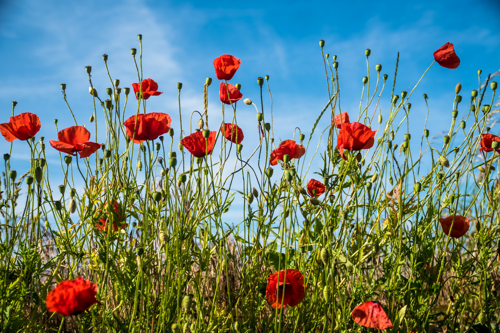 Mohnblüten am Feldrand