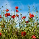 Mohnblüten am Feldrand