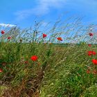 Mohnblüten am Rande des Feldes 