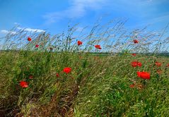 Mohnblüten am Rande des Feldes 