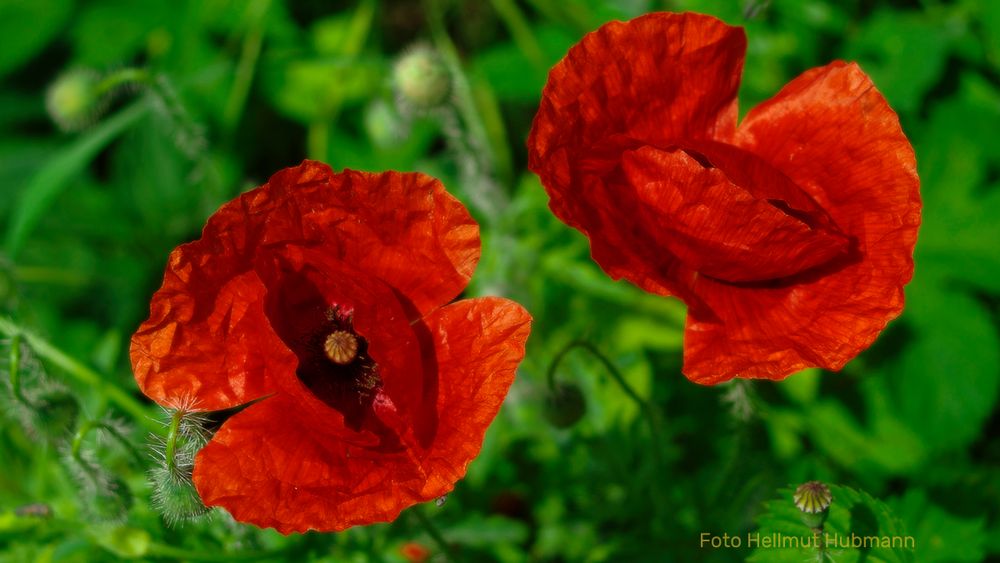 MOHNBLÜTEN AM WEGESRAND