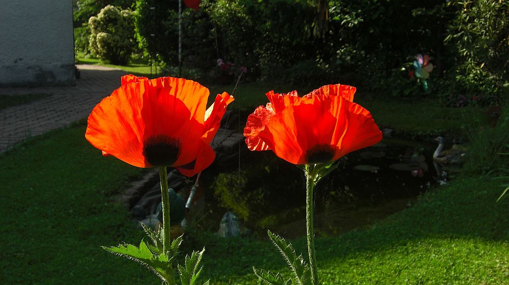 Mohnblüten am Wegesrand