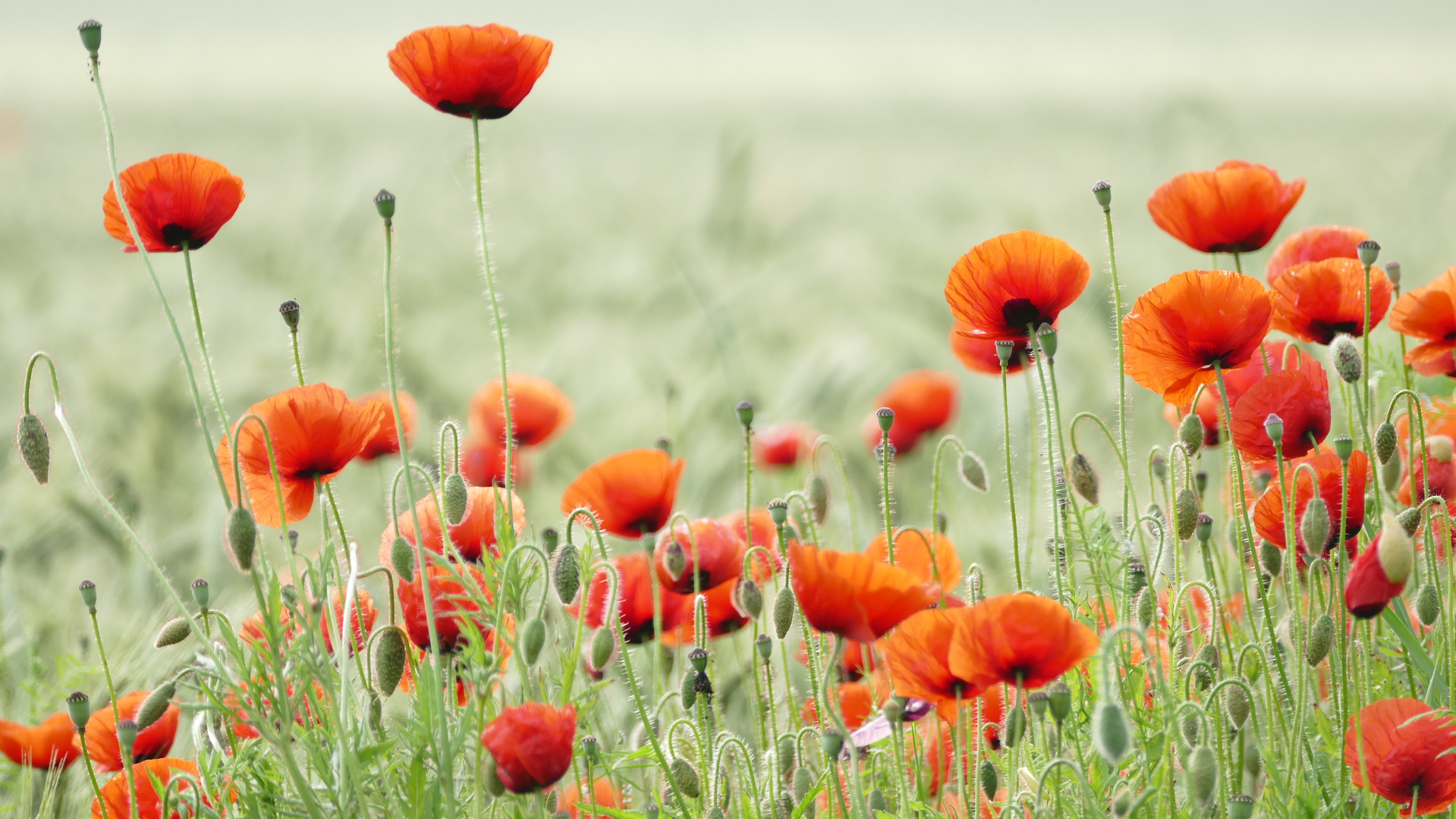 Mohnblüten auf dem Weg