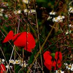 Mohnblüten auf der Blumenwiese