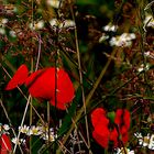 Mohnblüten auf der Blumenwiese