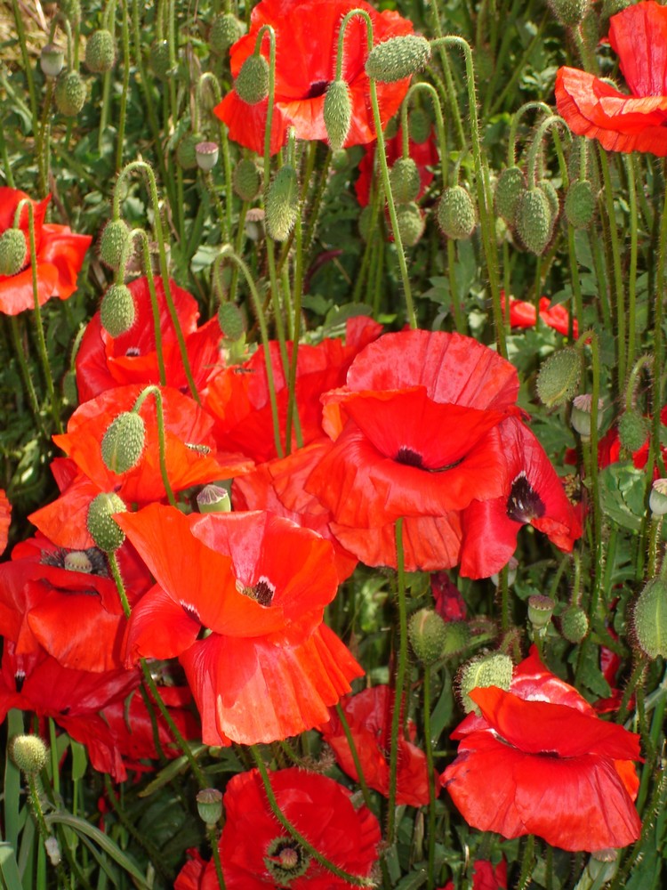 Mohnblüten auf Texel 2005