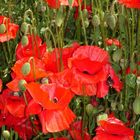 Mohnblüten auf Texel 2005