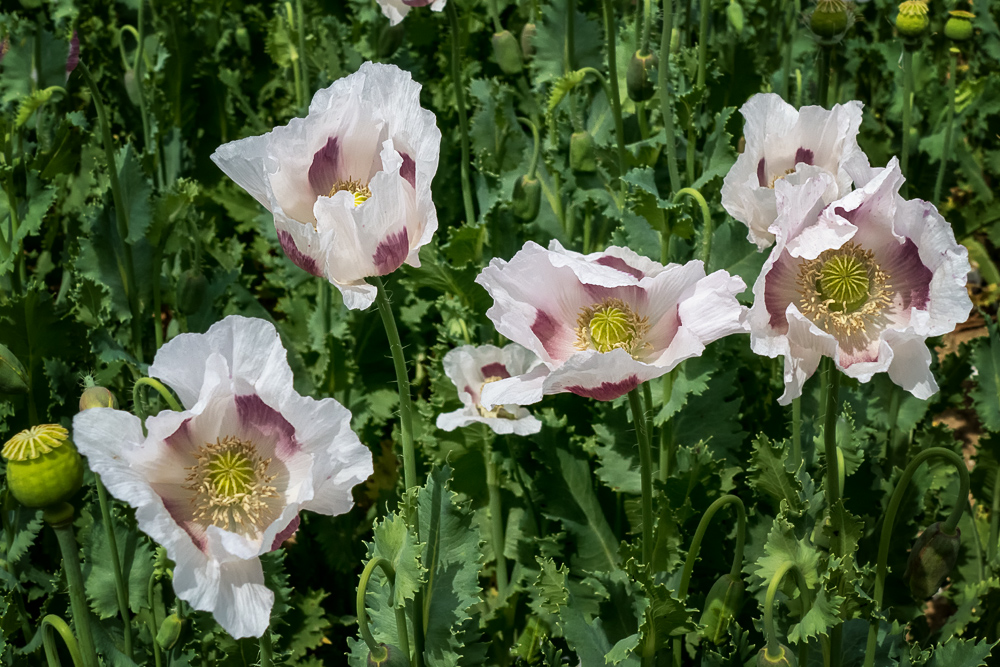 Mohnblüten aus dem Erwerbsanbau